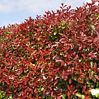 Photinia Red Robin Garden Plant - Vibrant Red New Growth, Compact Size (20-40cm, 50 Plants)