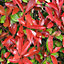 Photinia Red Robin Garden Plant - Vibrant Red New Growth, Compact Size (20-40cm, 50 Plants)