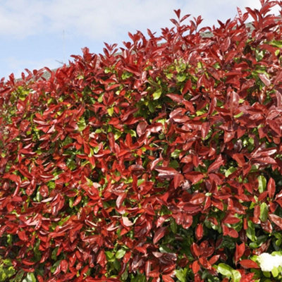 Photinia Red Robin Garden Plant - Vibrant Red New Growth, Compact Size (9cm pot, 20-40cm Height Incl Pot, 25 Plants)