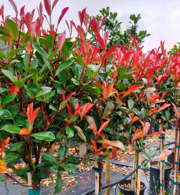 Photinia Red Robin Patio Tree in 7L Pot - 1m Lollipop Stem Christmas ...