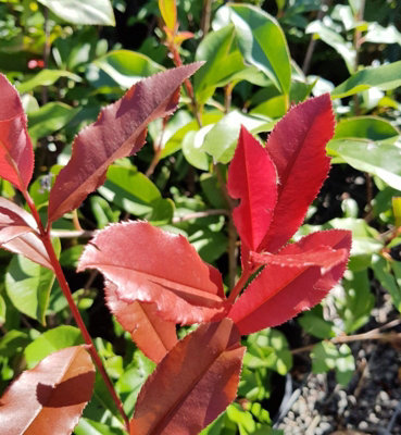 Photinia Red Robin Patio Tree in 7L Pot - 1m Lollipop Stem Christmas ...