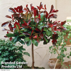 Photinia Red Robin Standard Tree -3 Litre Potted Plant x 4