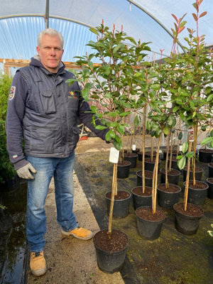 Photinia Red Robin Standard Tree 5-6ft Tall Supplied In A 10 Litre Pot 