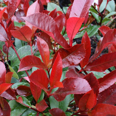 Photinia Red Robin Tree - Fiery Red Foliage, Evergreen, Ivory White ...