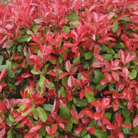 Photinia Red Robin - Vibrant Red Foliage, Fast-Growing Hedging Plants, Easy Care (20-40cm, 10 Plants)