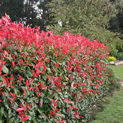 Photinia Red Robin - Vibrant Red Foliage, Fast-Growing Hedging Plants, Easy Care (20-40cm, 3 Plants)