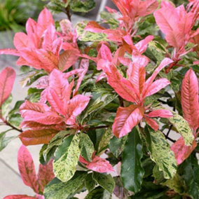 Photinia serr. Pink Crispy 13cm Potted Plant x 1