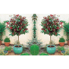 Photinia x fraseri Red Robin Standard 3 Litre Potted  Plant x 1
