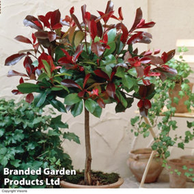 Photinia x fraseri Red Robin Standard 3 Litre Potted  Plant x 2