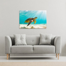 photo of Sea turtle in the Galapagos island (Canvas Print) / 101 x 77 x 4cm