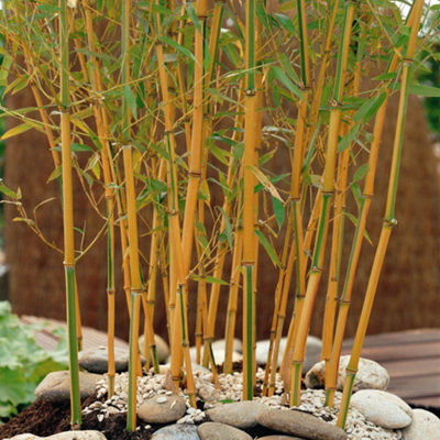Phyllostachys aureosulcata 'Spectabilis' (Yellow Bamboo) 80-100cm tall in 3L pot - 3
