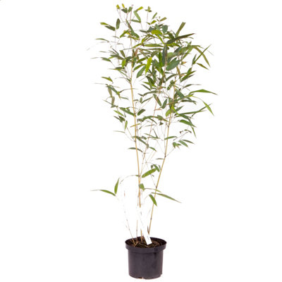 Phyllostachys aureosulcata 'Spectabilis' (Yellow Bamboo) 80-100cm tall in 3L pot - 4