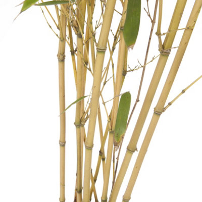 Phyllostachys aureosulcata 'Spectabilis' (Yellow Bamboo) 80-100cm tall in 3L pot - 5