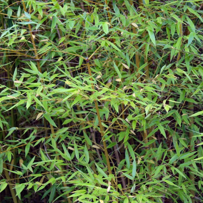 Phyllostachys aureosulcata 'Spectabilis' (Yellow Bamboo) 80-100cm tall in 3L pot - 8