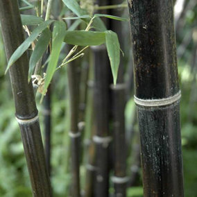 Phyllostachys (Black Bamboo) in a 3L pot 50- 80cm Tall Black Bamboo Plants for Gardens Perfect for Creating a Secret Garden