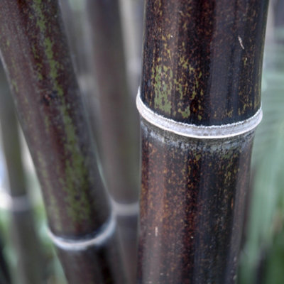 Phyllostachys (Black Bamboo) in a 3L pot 50- 80cm Tall Black Bamboo Plants for Gardens Perfect for Creating a Secret Garden