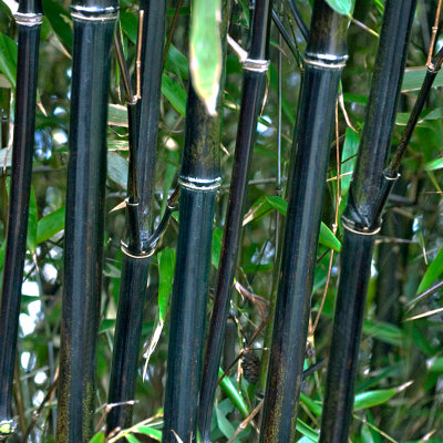 Phyllostachys (Black Bamboo) in a 3L pot 50- 80cm Tall Black Bamboo Plants for Gardens Perfect for Creating a Secret Garden - 4