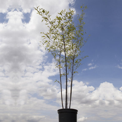 Phyllostachys (Black Bamboo) in a 3L pot 50- 80cm Tall Black Bamboo Plants for Gardens Perfect for Creating a Secret Garden - 5