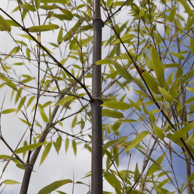 Phyllostachys (Black Bamboo) in a 3L pot 50- 80cm Tall Black Bamboo Plants for Gardens Perfect for Creating a Secret Garden - 6