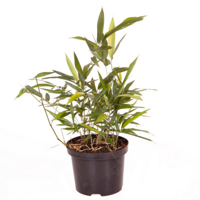 Phyllostachys (Black Bamboo) in a 3L pot 50- 80cm Tall Black Bamboo Plants for Gardens Perfect for Creating a Secret Garden - 7