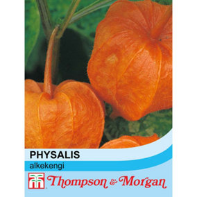 Physalis Alkekengi 1 Seed Packet (110 seeds)