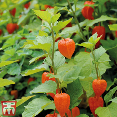 diablo plant Devil's Backbone Plant – SoulFire Farm