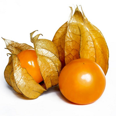35x Ananaskirsch SunFruit Samen – Physalis Pruinosa Zum Selbstanbau