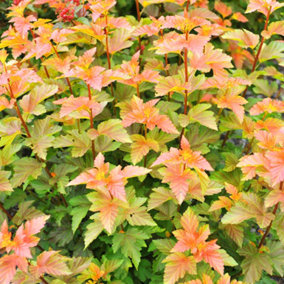 Physocarpus Amber Jubilee Garden Plant - Vibrant Green and Amber Foliage, Compact Size (10-30cm Height Including Pot)