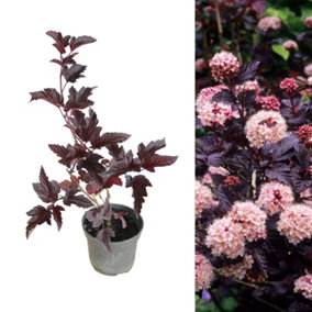 Physocarpus 'Lady in Red' Fast Growing Shrub in a 9cm Pot - Ready to Plant