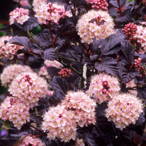 Physocarpus Lady in Red Garden Shrub - Vibrant Purple-Red Foliage, Pink Blooms (15-30cm Height Including Pot)