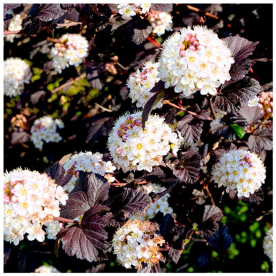 Physocarpus opulifolius 'Diabolo' / Ninebark Diabolo, 30-40cm Tall in ...