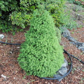 Picea Conica Garden Plant - Compact Conical Shape, Dwarf Size (20-30cm Height Including Pot)