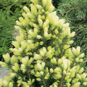 Picea Daisys White Garden Plant - Compact Growth, Vibrant Foliage, Dwarf Size (20-30cm Height Including Pot)