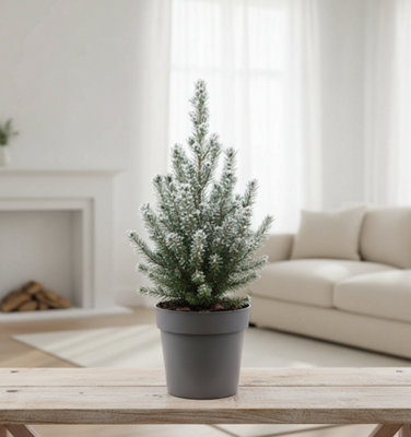 Picea Gl Conica Pot size 15 Cm Height 47 Dwarf Alberta spruce Indoor ...