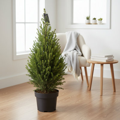 Picea Gl Conica Pot size 19 Cm Height 65 Dwarf Alberta spruce Indoor ...