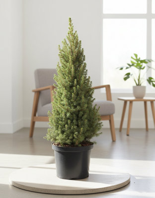 Picea Gl Conica Pot size 23 Cm Height 85 Dwarf Alberta spruce Indoor ...