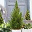 Picea Glauca Conica 2-3ft Pot Grown Mini Christmas Tree Compact Dwarf Evergreen Conifer
