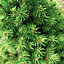 Picea Glauca Conica 2-3ft Pot Grown Mini Christmas Tree Compact Dwarf Evergreen Conifer