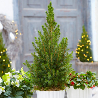 Picea Glauca Conica 3-4ft Pot Grown Christmas Tree Compact Dwarf Evergreen Conifer Price Comparisons | Compare The Build