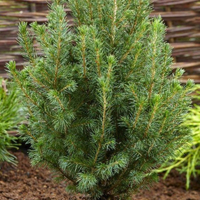 Picea Glauca Conica 3-4ft Pot Grown Christmas Tree Compact Dwarf Evergreen Conifer