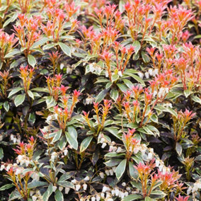 Pieris Flaming Silver (15-25cm Height Including Pot) Garden Plant - Variegated Foliage and Pink Blooms