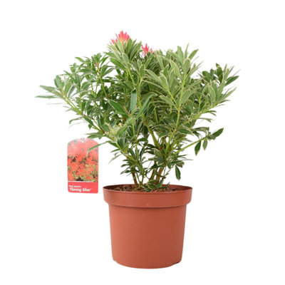Pieris Flaming Silver Evergreen Shrub in 5L Pot Colourful Foliage ...