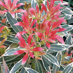 Pieris Flaming Silver Garden Plant - Variegated Foliage, Compact Size, Hardy (15-30cm Height Including Pot)