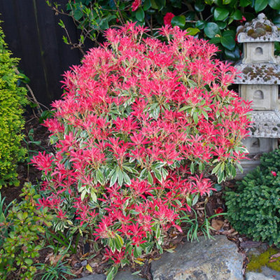 Pieris Flaming Silver Garden Plant - Variegated Foliage, Compact Size, Hardy (15-30cm Height Including Pot)