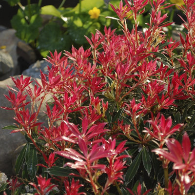 Pieris Flaming Silver in 8/9cm Pot