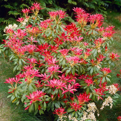 Pieris Forest Flame (15-25cm Height Including Pot) Garden Plant - Variegated Foliage and Red Blooms