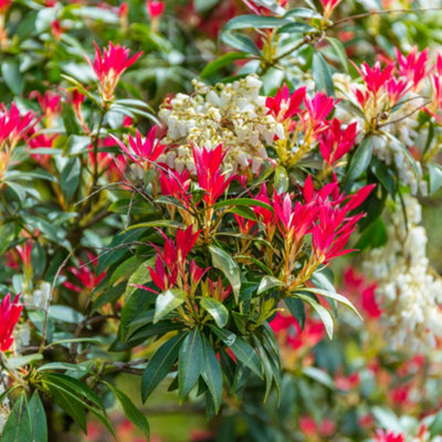Pieris Forest Flame (15-25cm Height Including Pot) Garden Plant - Variegated Foliage and Red Blooms