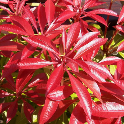 Pieris Forest Flame Garden Plant - Fiery Red Foliage, Compact Size, Hardy (15-30cm Height Including Pot)