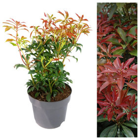 Pieris Forest Flame in 2 Litre Pot - 40-50cm In Height - Ready To Plant Pieris