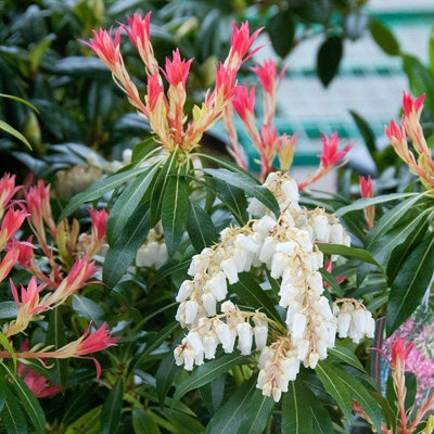 Pieris Forest Flame in 2 Litre Pot - 40-50cm In Height - Ready To Plant Pieris - 3